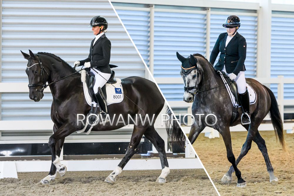 Sun 16 Jun – CDG Great South Eastern Dressage Champs